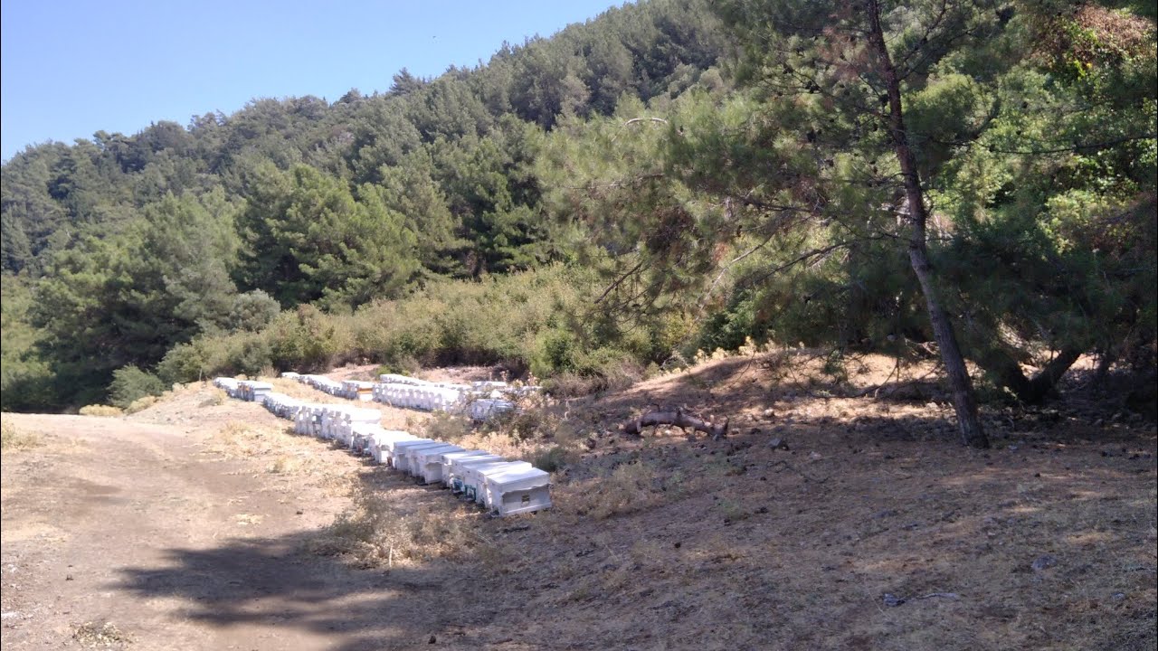 çam balı fiyasko.. varoa mücadelesi tam zamanı Facebook (bilmek anlamak) msj atabilirsiniz