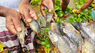 Best Hand Fishing Video ll Koi Fish Catching Using by Hand From Under Water in the Pond