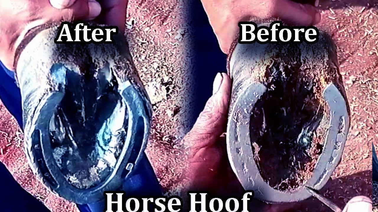 Horse Hoof Satisfying,boots YouTube