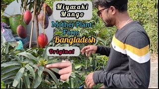 Miyazaki Mango Mother Plant Form Bangladesh 100% Original Watch Full Videogreenland Nursery India