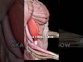 Fix Elbow Pain When Lifting INSTANTLY!😳