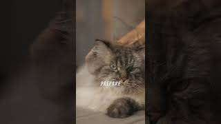 How Much Does a Maine Coon Cat REALLY Cost?