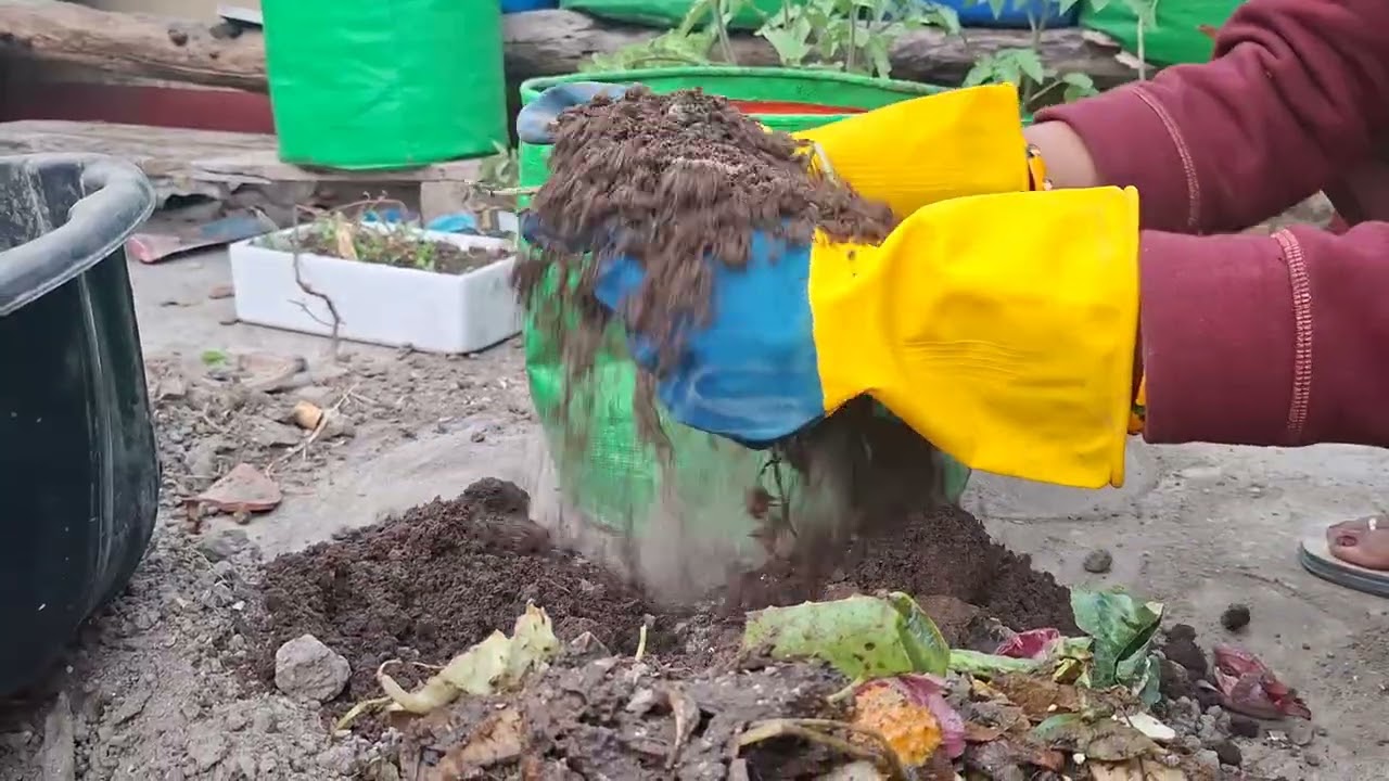 Soil mix for new tomato plant and its repotting