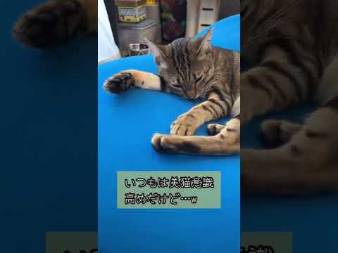 【ベンガル×シンガプーラ】眠すぎて美意識が薄れる猫【＃shorts】