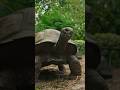134 Year Old First Time Dad? 🐢