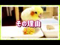 突然ですがペレットをハリソンに変えました！主食はシード餌ではないオカメインコのきなこ