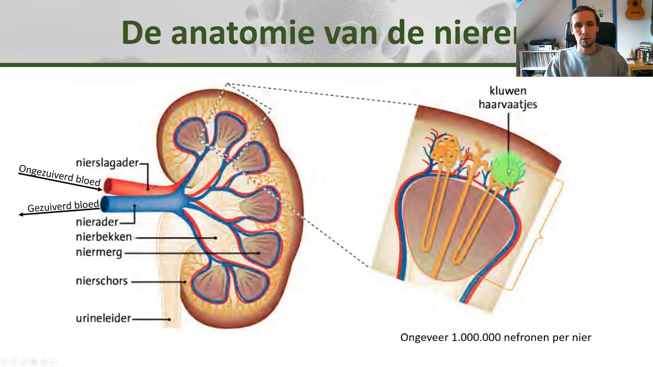 Biologie klas 2 De nieren anatomie en de werking van nefronen Gezondheid 5 YouTube Biologie klas 2 De nieren anatomie en de werking van nefronen Gezondheid 5 YouTube