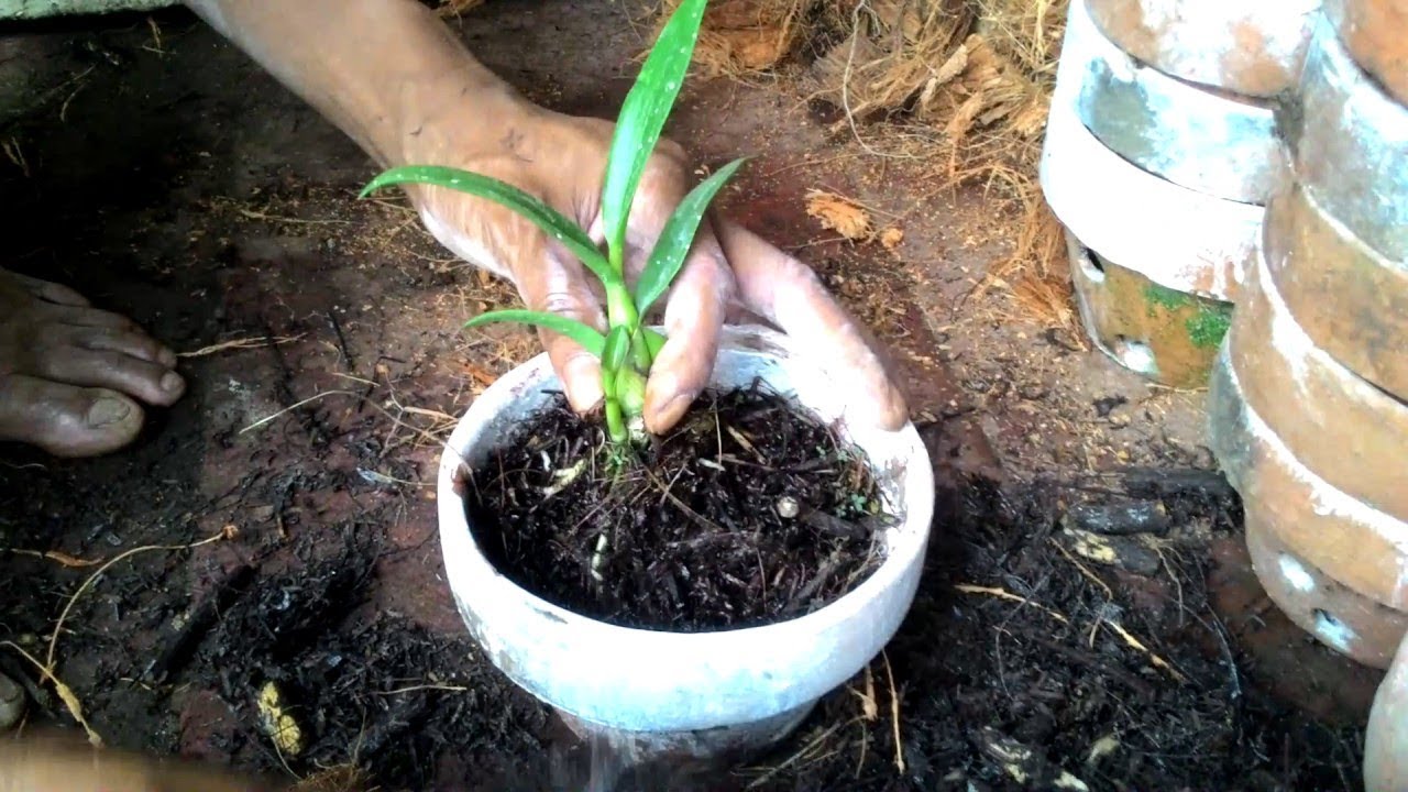 7 Cara Menanam Anggrek Dengan Media Arang Paling Mudah - Youtube