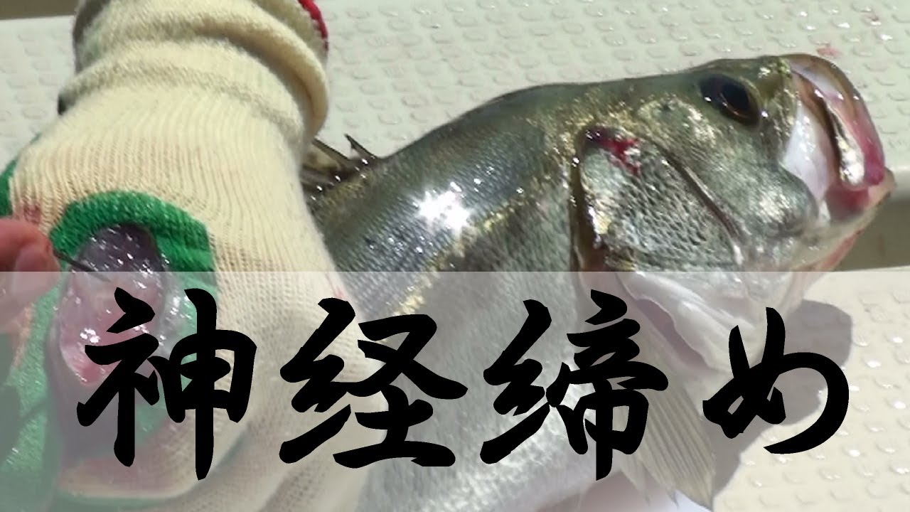 魚の締め方ガイド 釣った魚を持ち帰る際の正しい締め方をご紹介 暮らし の