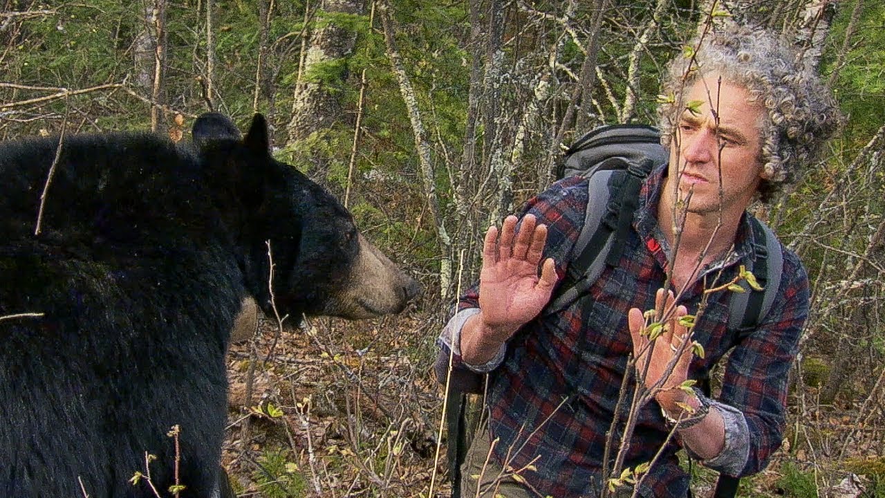 ⁣Bear Gives a Warning Bite | BBC Earth