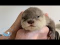 カワウソの赤ちゃんの目があいた！！　Otter baby has opened her eyes!