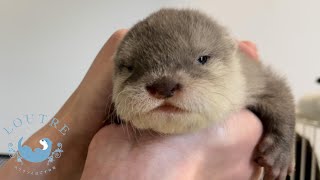 Otter baby has opened her eyes!