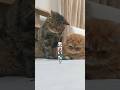 違和感に気付いた猫達#エキゾチックショートヘアー #猫動画 #ねこ