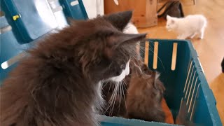 Norwegian Forest Cat: We pick up Odin from the Breeder