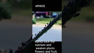 Aphid attack on plants #shorts