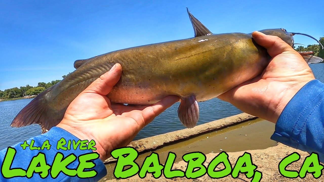 FISHING FOR CATFISH AT LAKE BALBOA & PANFISHING THE L.A RIVER CA