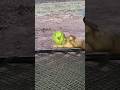 #parrot#maintota #shortvideo #reels #vairalvideo