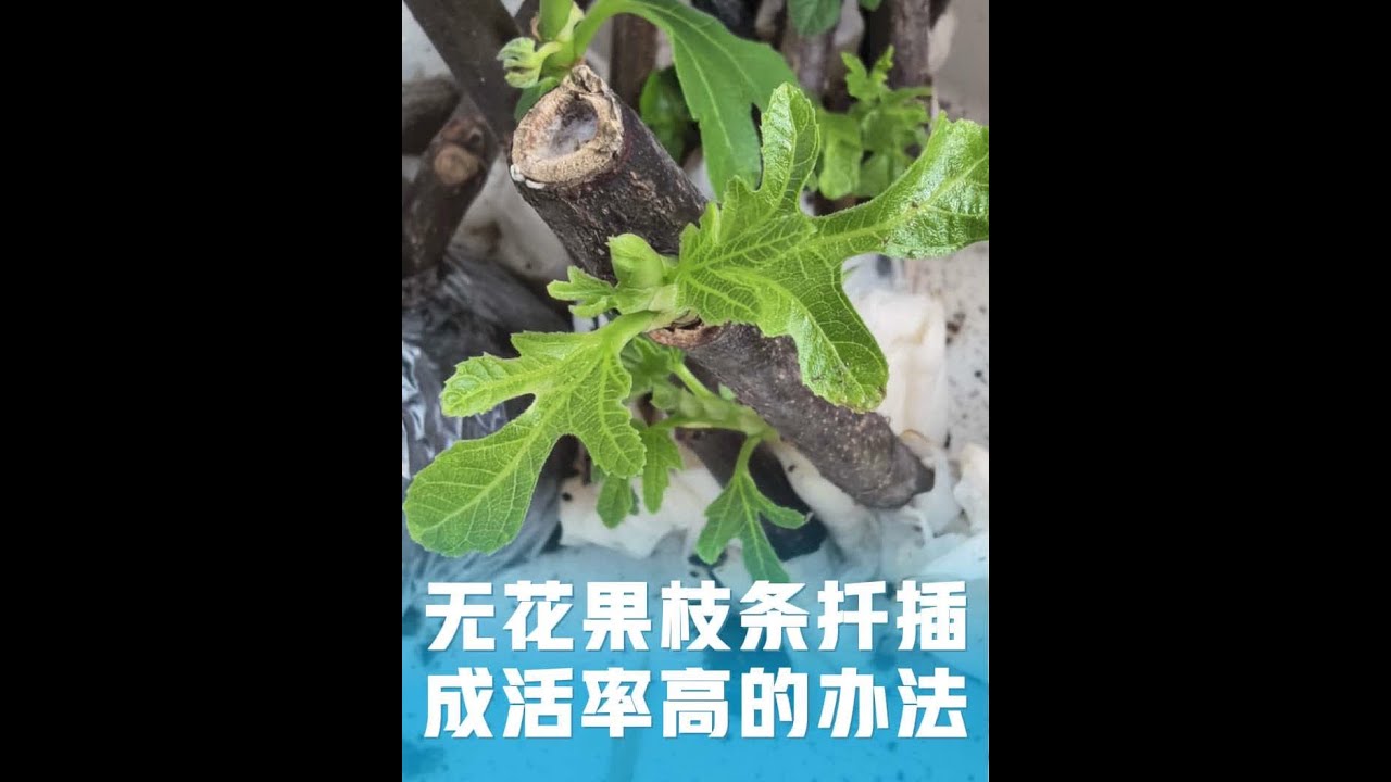 无花果枝条扦插，成活率100% 