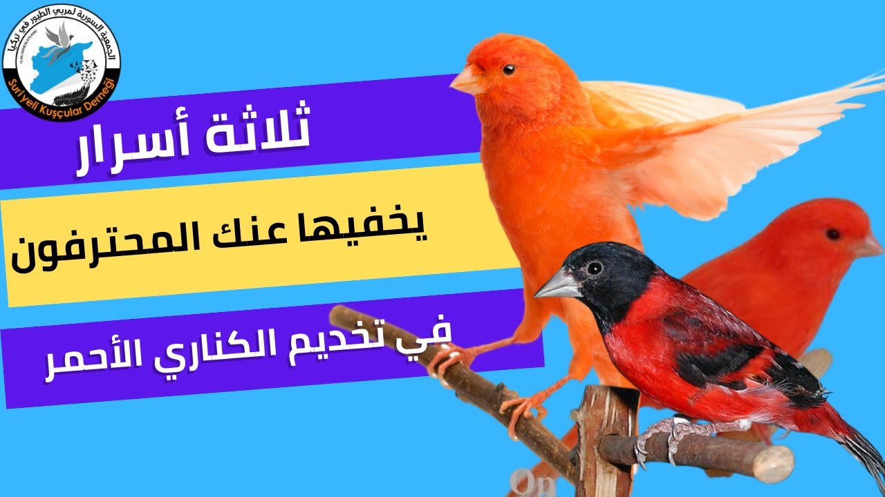 ثلاثة أسرار يخفيها عنك المحترفون في تخديم الكناري الأحمر