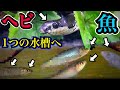 ついにヘビ水槽に魚を導入!一緒に飼育できるのか...?!【カラーボックスその5】