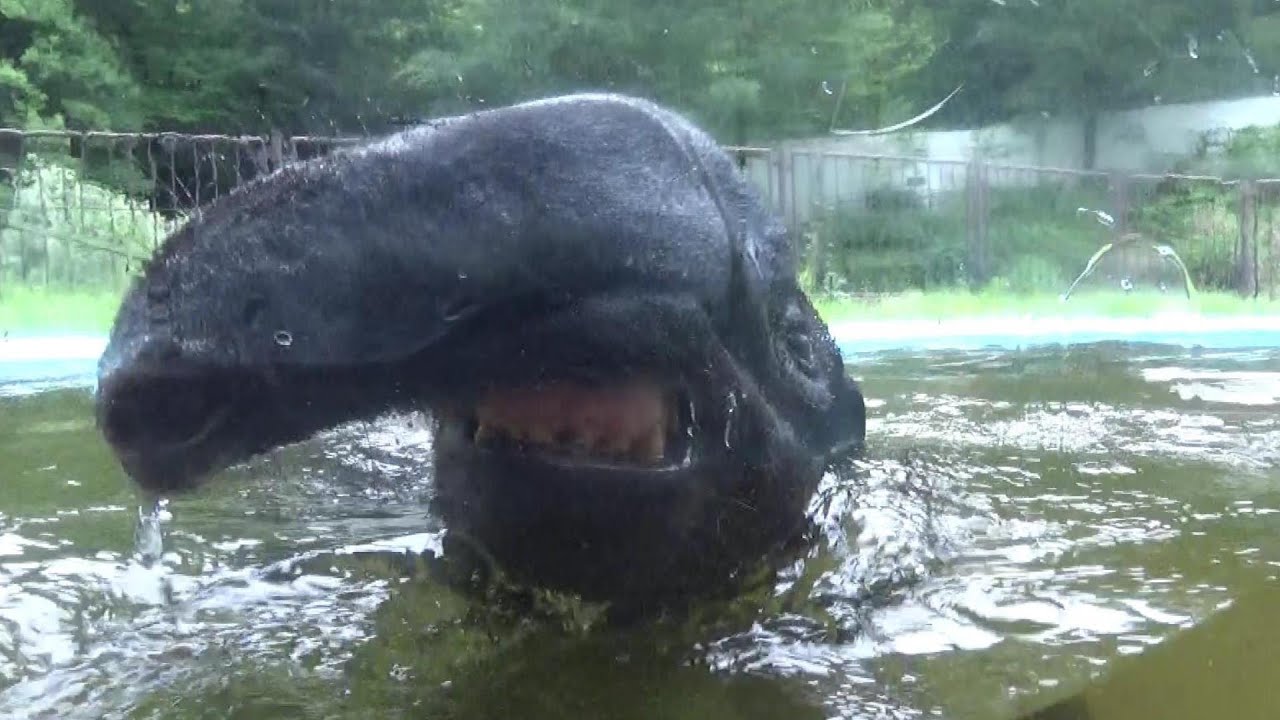Malayan tapir funny swimming 水遊びするマレーバク【Cute animal videos】【多摩動物公園】
