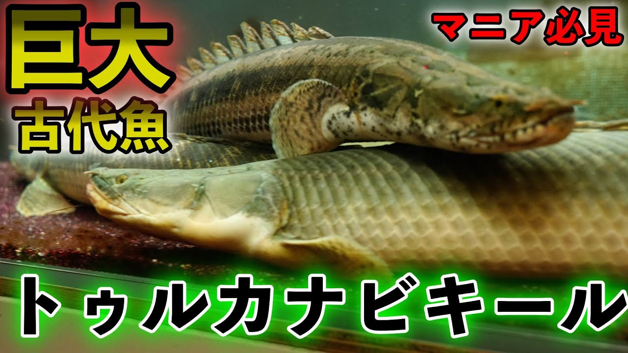 I admire the size! The essence of large fish! The true essence of