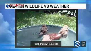 First Alert Weather Extra: Wildlife vs. Weather with House Sparrow Fledglings