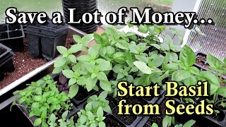 Start Basil from Seeds &amp; Stop Buying Expensive Transplants: How to Grow Beautiful Basil Plants!