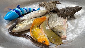 Kem Chanel và con mèo, con vịt đi bắt cá ở ống thần kì có cá chép, cá vàng, cá bê ta, con ếch, rắn.