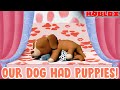 🐶 OUR DOG HAD PUPPIES! 🐶 | Bloxburg Roleplay | Roblox