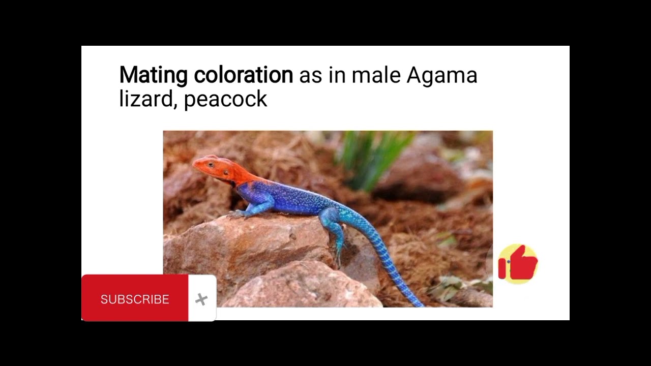 Adaptation for Survival