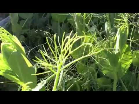 Frost in June... you gotta be kidding me