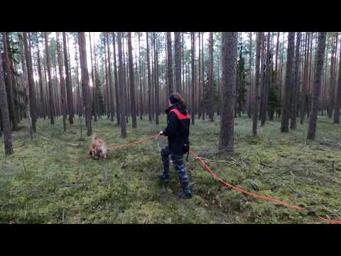 Video: 5 Põnevat Fakti Koertest, Mida Te (tõenäoliselt) Kunagi Ei Teadnud