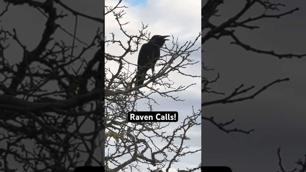 Raven Calls to Attract Ravens! 