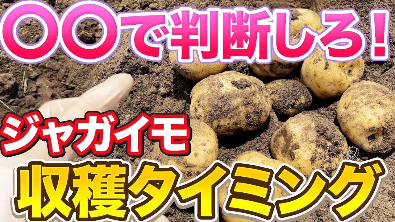 Wait a minute!] Check out XX to find out the best time to harvest