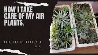 How I care for my Air Plants