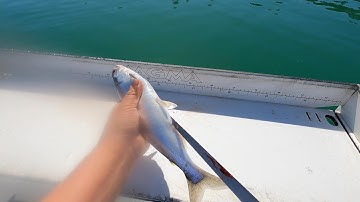 How To Clean And Filet Your Kokanee For The Smoker