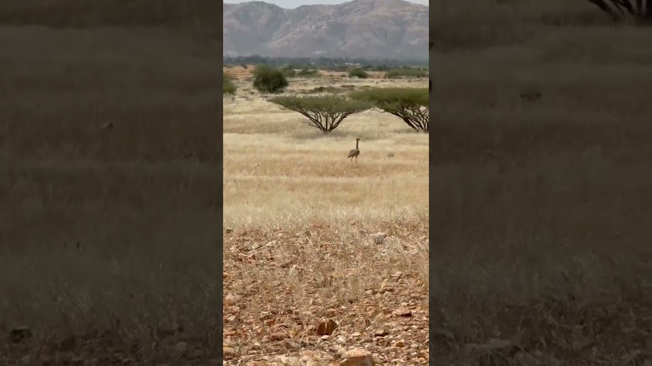 Taloor Hunting 2025 | Real Desert Shikar with Shotgun | Hunting Adventure