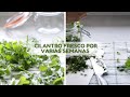 COMO CONSERVAR EL CILANTRO FRESCO POR VARIAS SEMANAS