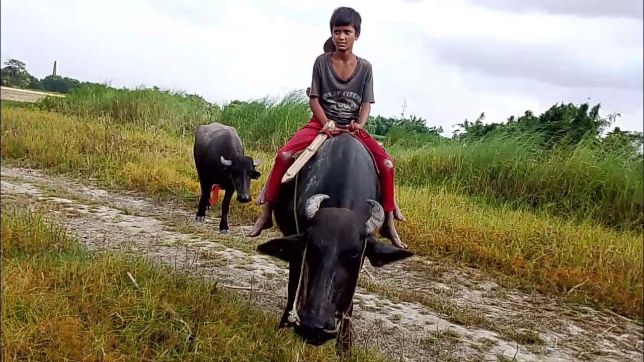 Village Vibes - Buffalo Ride in Fields 👦🌿 - YouTube