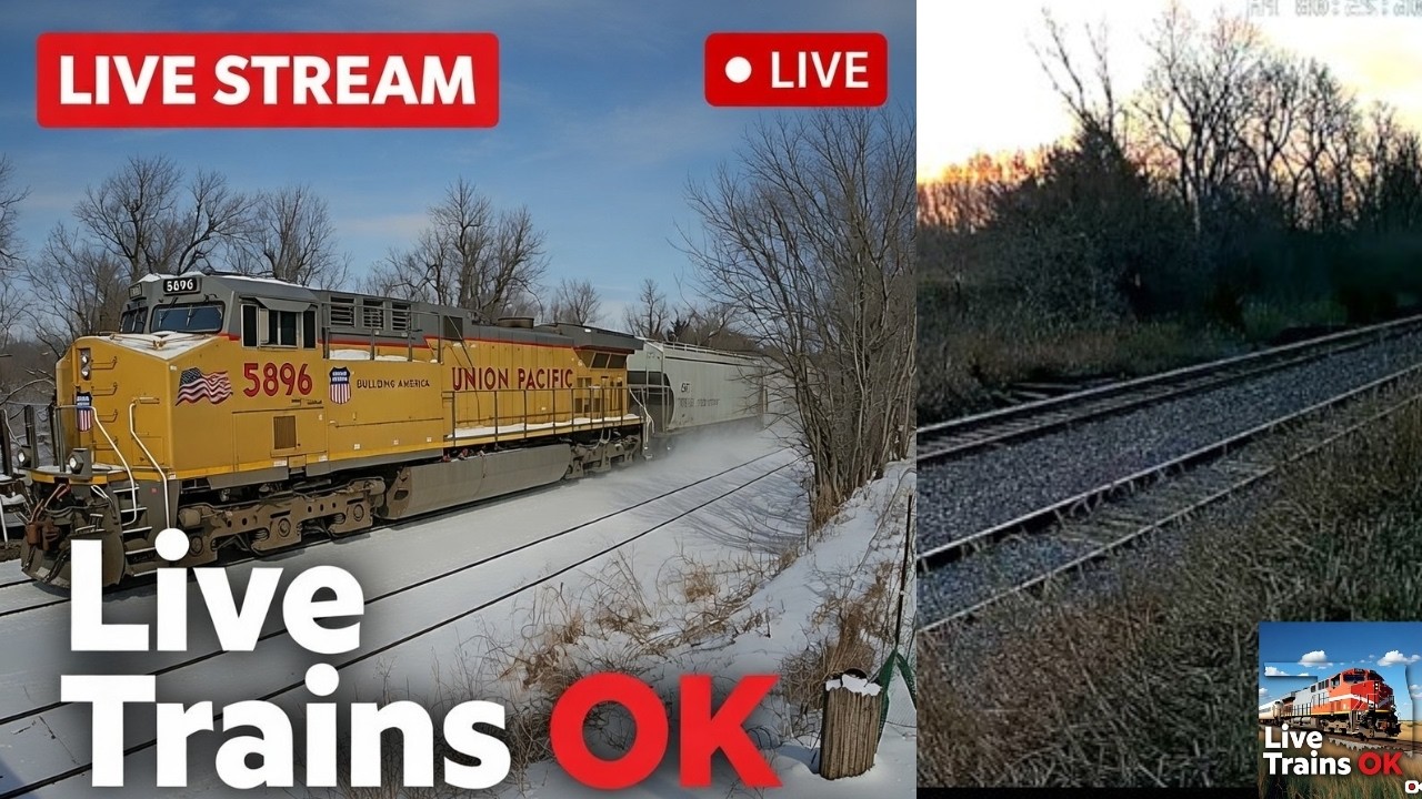 LIVE: UP Trains + Kunekune Pigs, Chickens & Goose ASMR | Train Farm OK