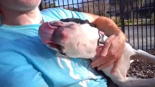 Meet 37602A Daisy A Terrier American Staffordshire Currently Available For Adoption 1302020 936