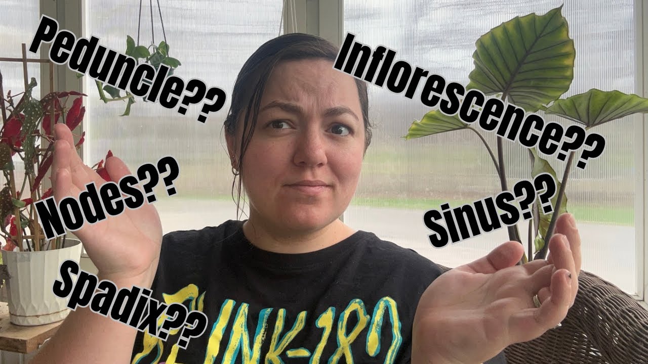 What Are Cataphylls, Nodes & Petioles? Anthurium Explained!