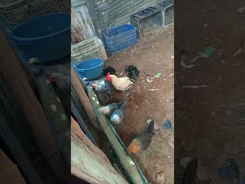 الدجاج الفيومي تجربتي الأولى مع عالم الفيومي