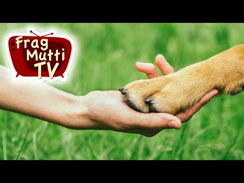 Video: Nagelschnitt für Hunde: Wie kann ich Fido Nägel schneiden?