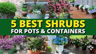 Top 5 Best Shrubs for Pots and Containers 🪴 | Garden Trends 🍃 screenshot 2