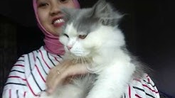 YUK ADOPSI KUCING ANGGORA & PERSIA!! - Durasi: 11.32. 