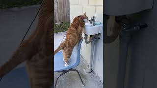 Only running tap water will do for this Ginger Ninja cat 😂