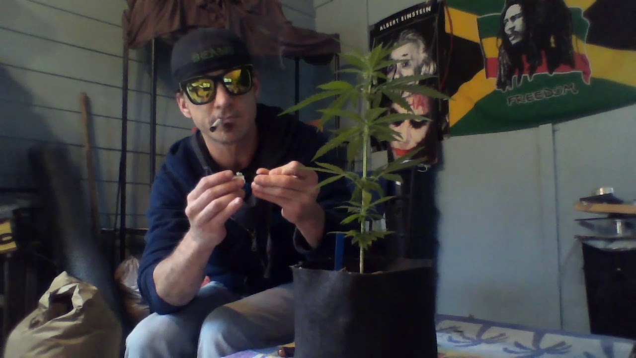 METHOD #1, HARVESTING CANNABIS (POLLEN)