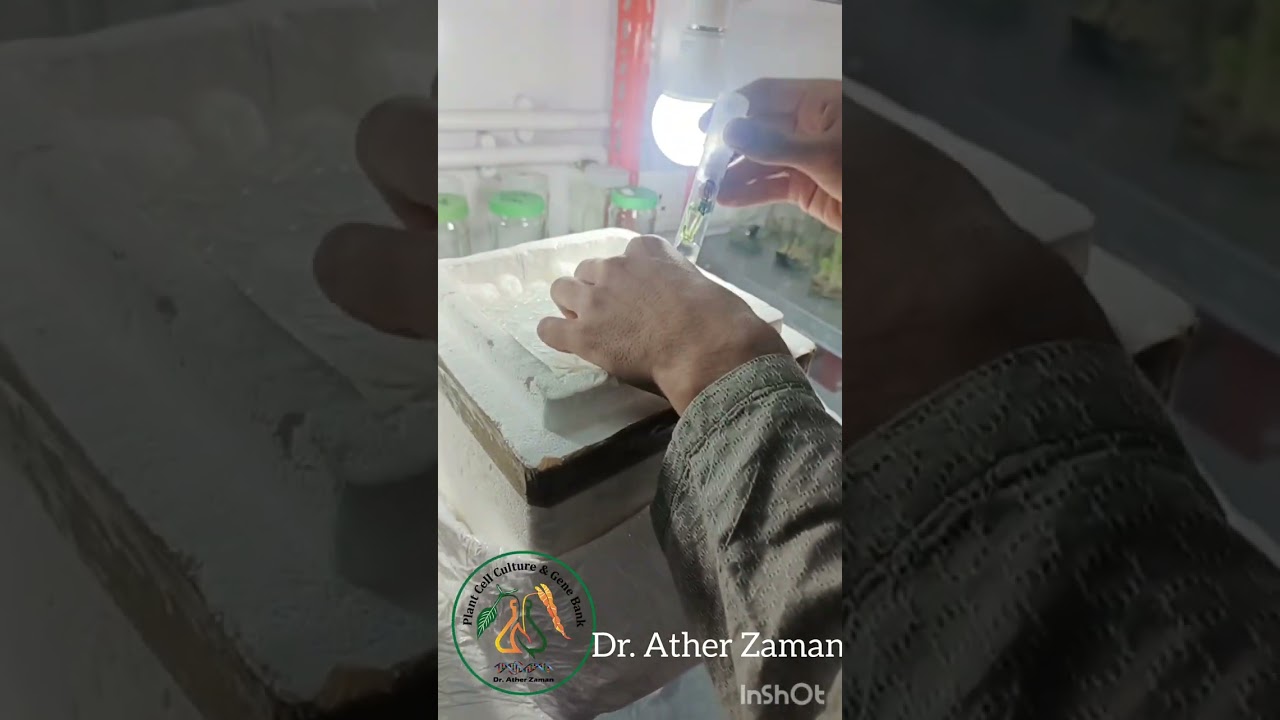 Sincere & Loyal coordination succeeded us to bring the In Vitro Germplasm of Strawberry from Poland.